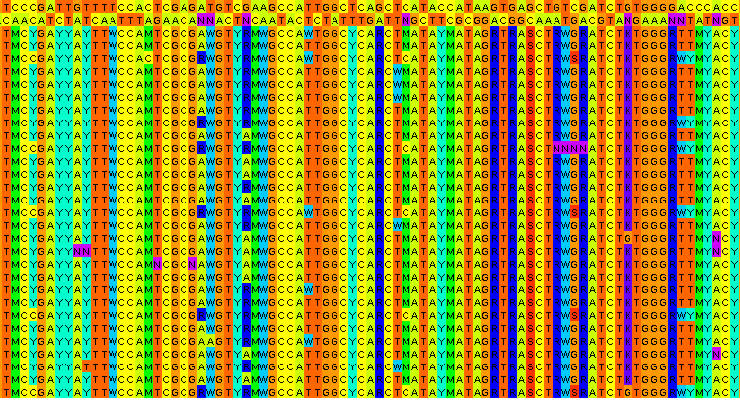 heterozygotes as ambiguity characters