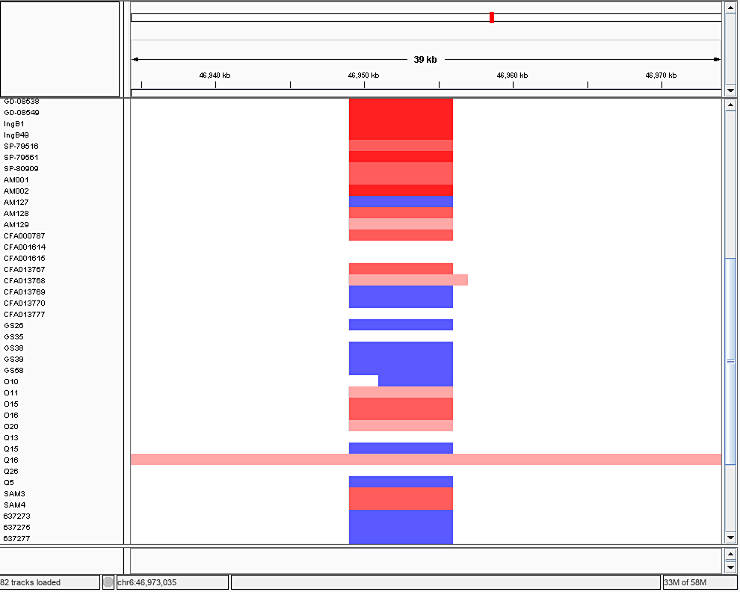 CNVs across samples in IGV